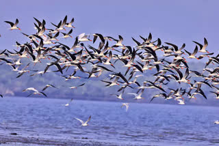 foreign_birds_flock_to_coringa_sanctuary_in_kakinada_district