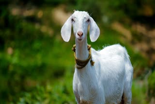 GOAT TRIES TO JUMP INTO CHIMNEY