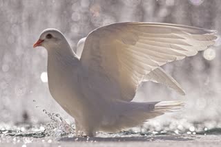 Bhopal 35 pigeons theft