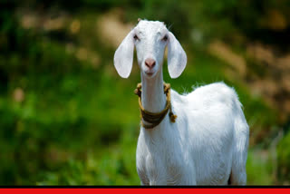 GOAT TRIES TO JUMP INTO CHIMNEY