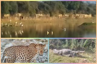 Birds festival in Sariska