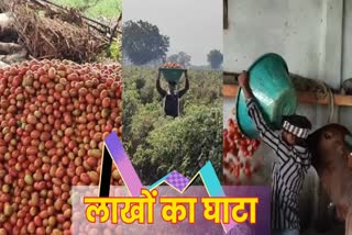 BARWANI ANIMALS FEEDING TOMATOES