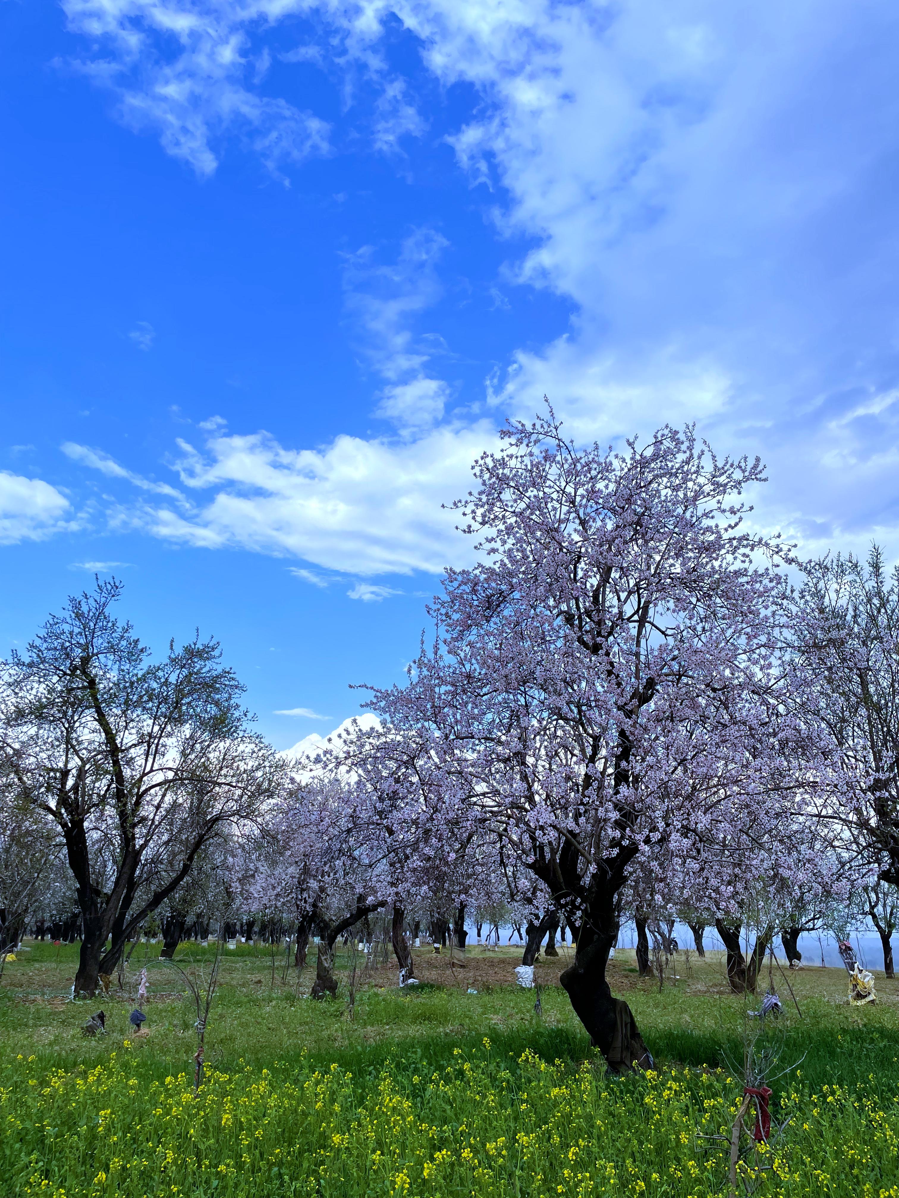 Kashmiri Farmers Fear Land Dispossession As Govt Plans New NIT, Railway Lines, And Highways