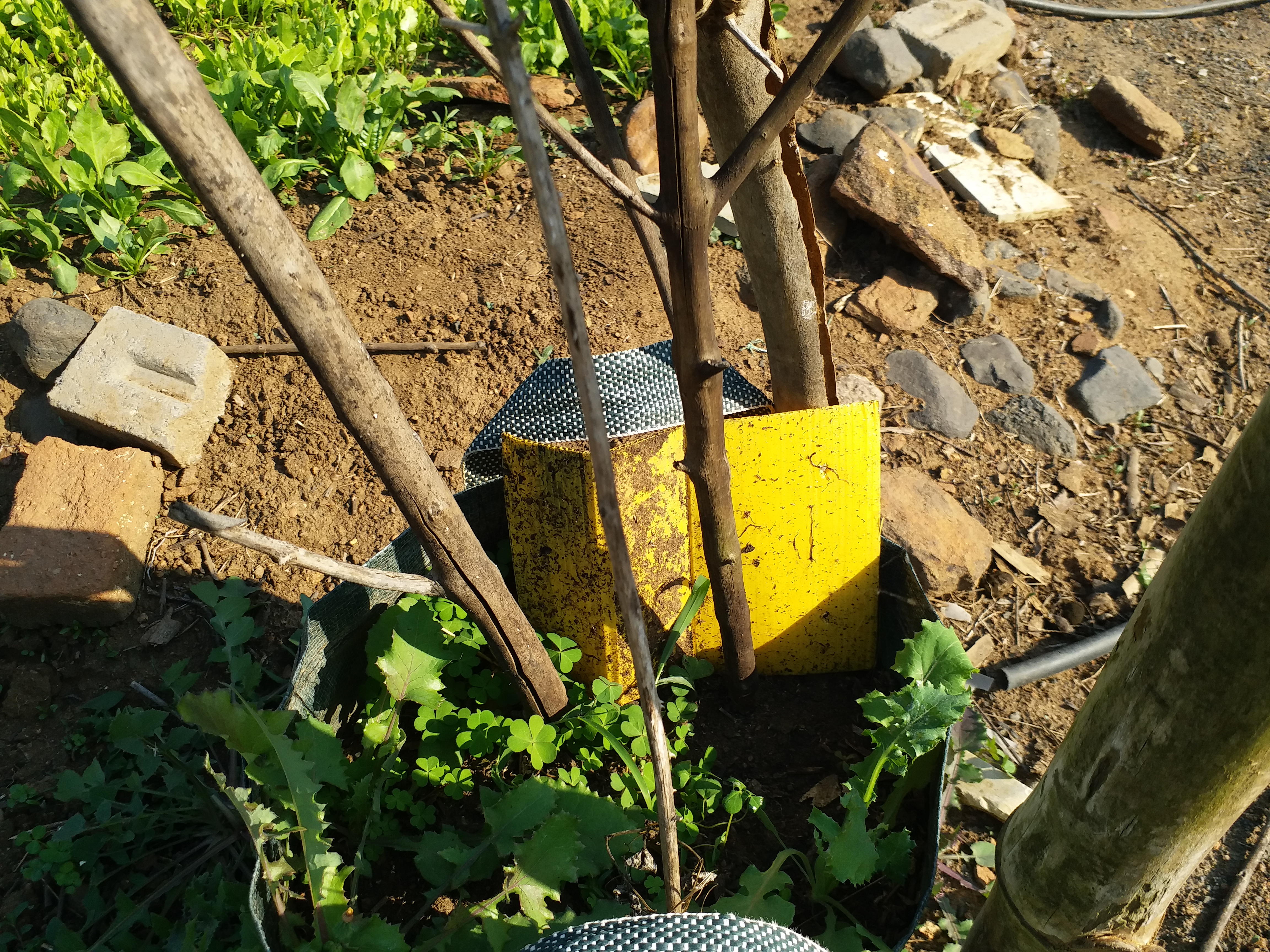 sticky trap protect crops