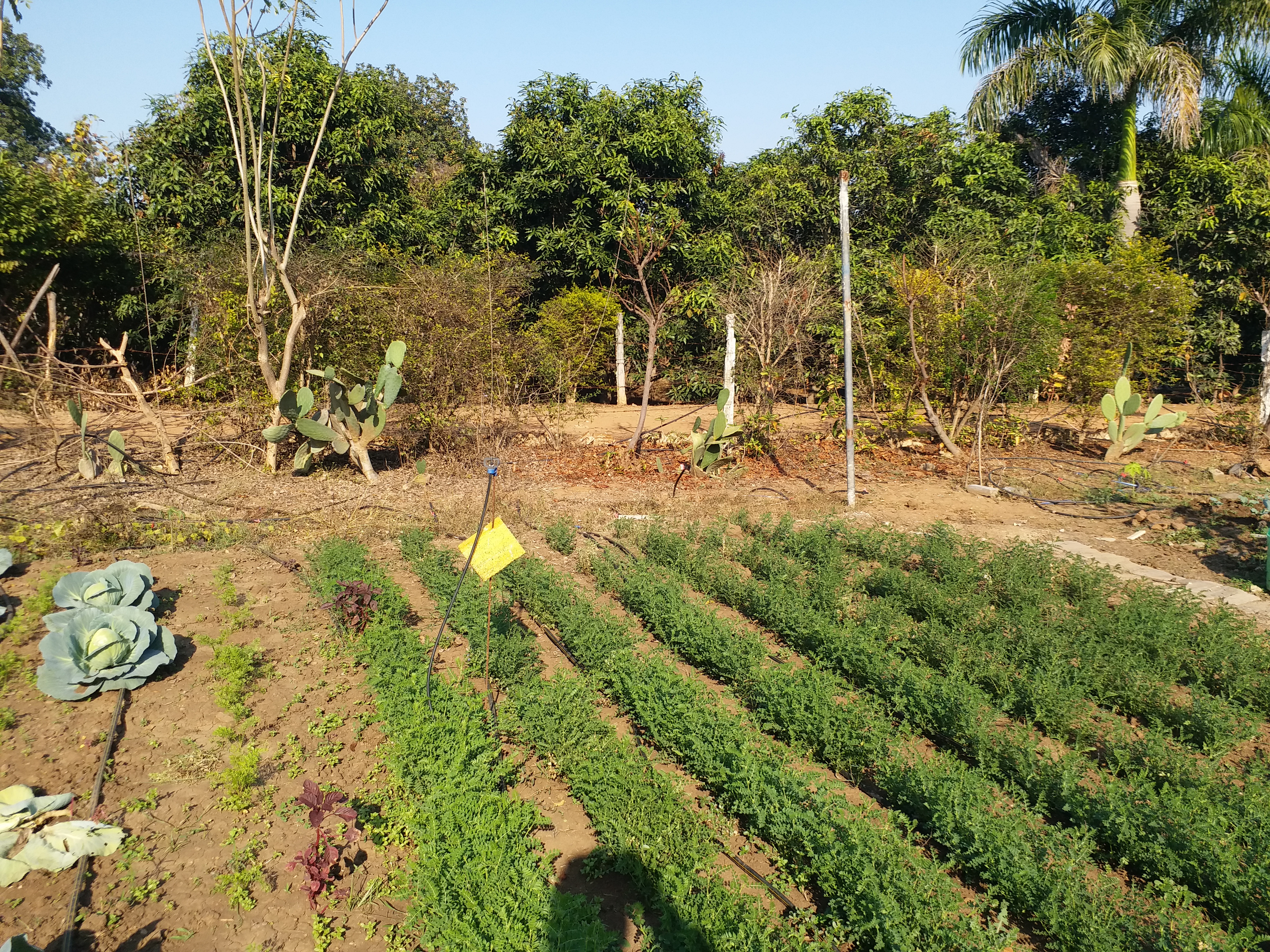 farmers use sticky traps