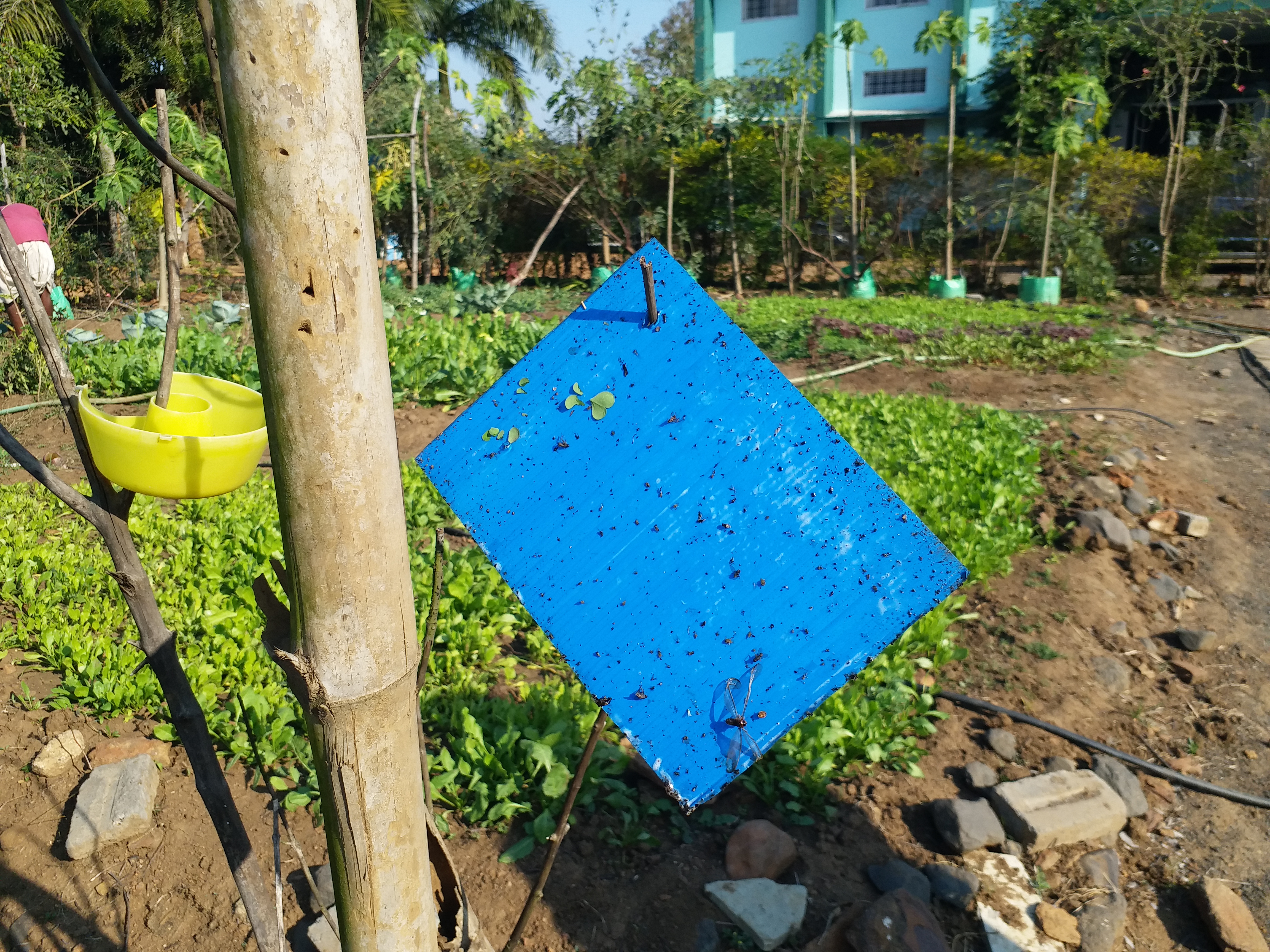 sticky trap safe crops from insects