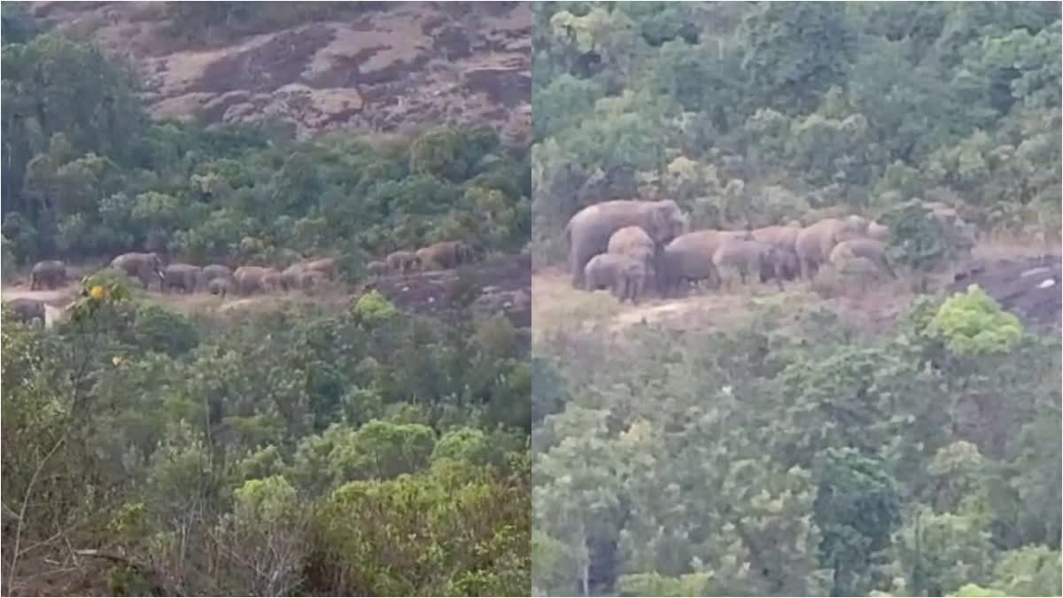 Beatamma gang of wild elephants