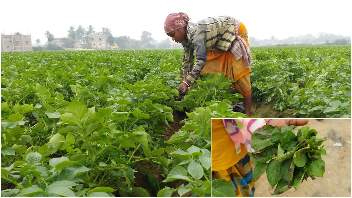 Potato Cultivation Effected