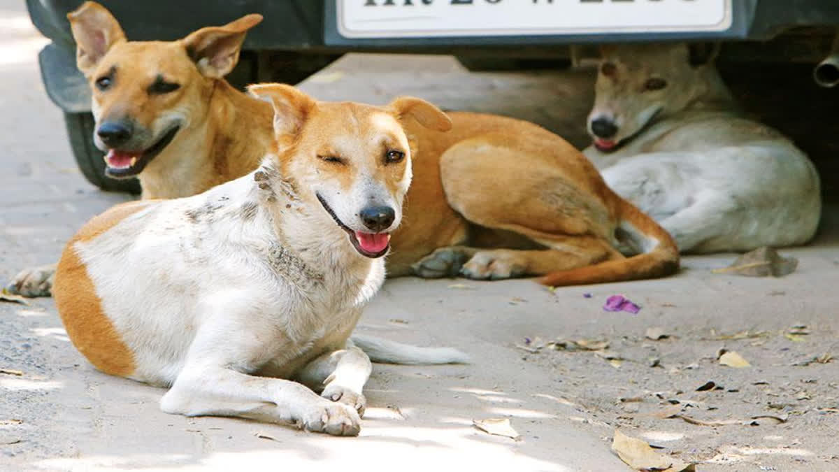 Terror Of Street Dogs