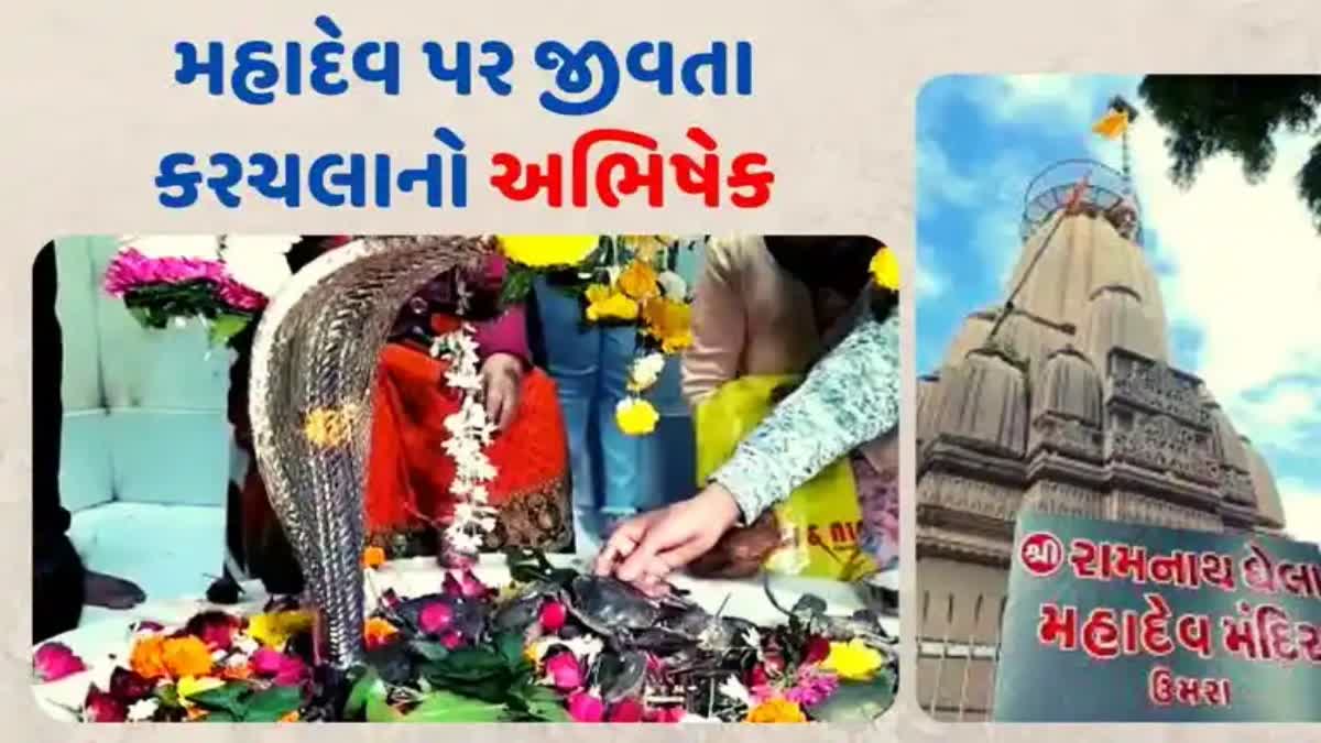 Surat Ramnath Ghela Temple : સુરતના રામનાથ ઘેલા મહાદેવ મંદિરે જીવતાં કરચલાં ચડાવવાની પ્રથા કેમ પડી જાણો