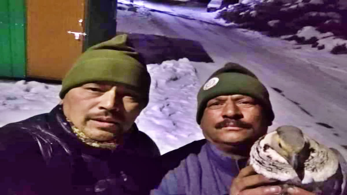 Snow Cock Bird in Lahaul Spiti