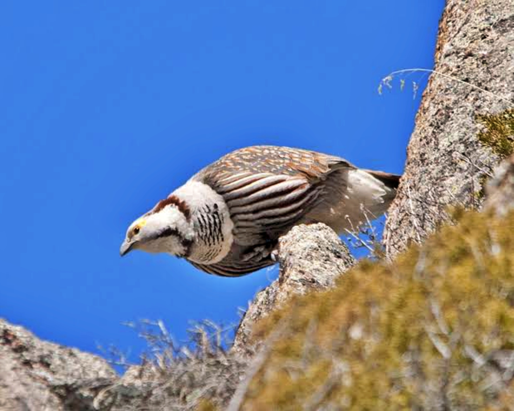 Snow Cock Bird in Lahaul Spiti