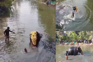 കനാലില്‍ ആനയുടെ കുളി  വെളിയംകോട് ആന  Elephant Bathing Canal  Elephant Swims In Canal Malappuram  മലപ്പുറം കനാല്‍ ആന