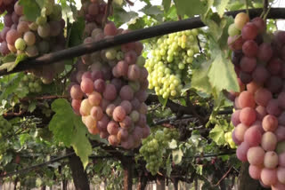 Hyderabad Grape Research Station