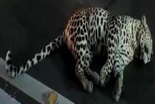 Unidentified_Vehicle_Hit_the_Leopard_in_Penukonda