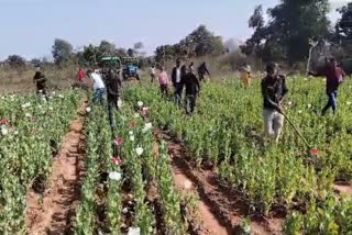 Police action regarding opium cultivation in Gumla