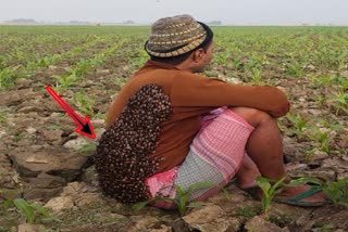 Bees made hive on farmer body in Sahibganj