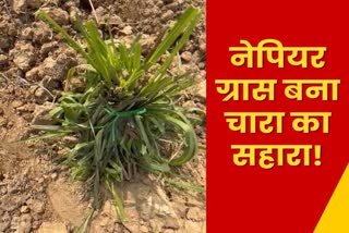 animals will get fodder over years from Napier grass cultivation in latehar