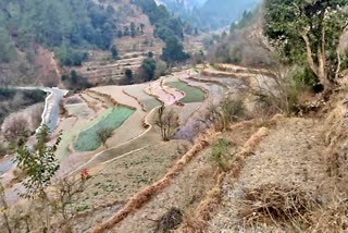 Crop Damage in Mandi Despite Rain