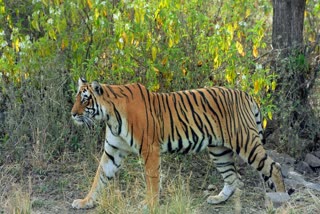 Tourists Happy To See Tigress Tara