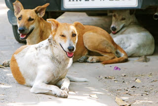 Terror Of Street Dogs