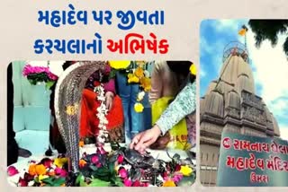 Surat Ramnath Ghela Temple : સુરતના રામનાથ ઘેલા મહાદેવ મંદિરે જીવતાં કરચલાં ચડાવવાની પ્રથા કેમ પડી જાણો