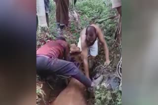 Pregnant cow fell into trench  Pregnant cow rescued in wayanad  കിടങ്ങിൽ വീണ് പശു  ഗർഭിണിയായ പശുവിനെ രക്ഷപ്പെടുത്തി