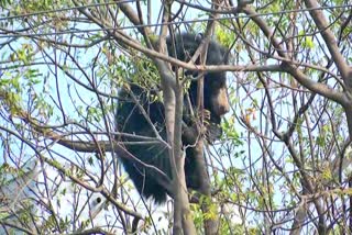 Bear Caught By Karimnagar Forest Officers