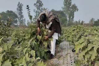 Minister for Agriculture and Farmers' Welfare Arjun Munda on Tuesday said the Department of Agriculture and Farmers Welfare is implementing the Mission for Integrated Development of Horticulture (MIDH) under which financial assistance is provided for various horticulture activities, including construction, expansion and modernisation of cold storages of capacity up to 5,000 MT in the country based on Annual Action Plan (AAP) received from States/Union Territories.