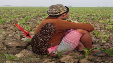 Bees made hive on farmer body in Sahibganj