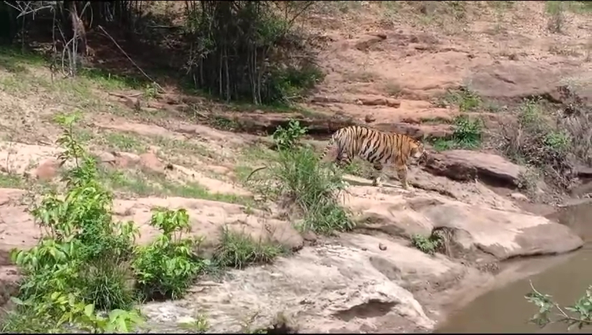 tourists happy to see tigress tara