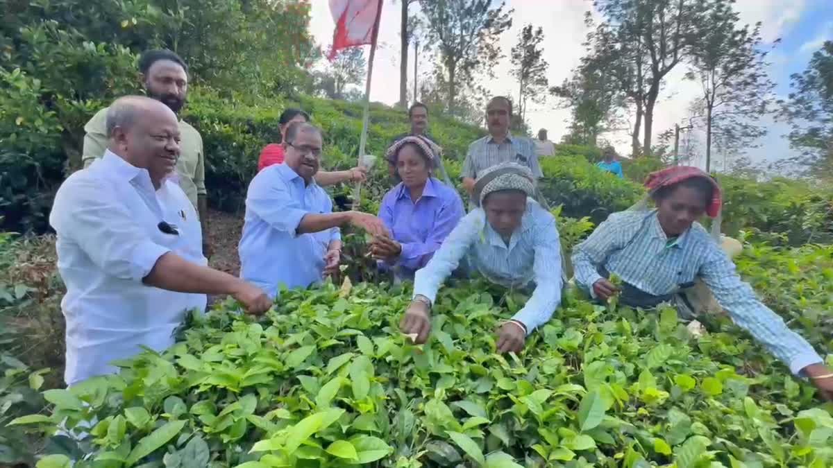 സിപിഐഎം സംസ്ഥാന സമ്മേളനം  കൊളുന്ത് നുള്ളൽ മത്സരം  CPIM STATE CONFERENCE 2025  LATEST NEWS IN MALAYALAM