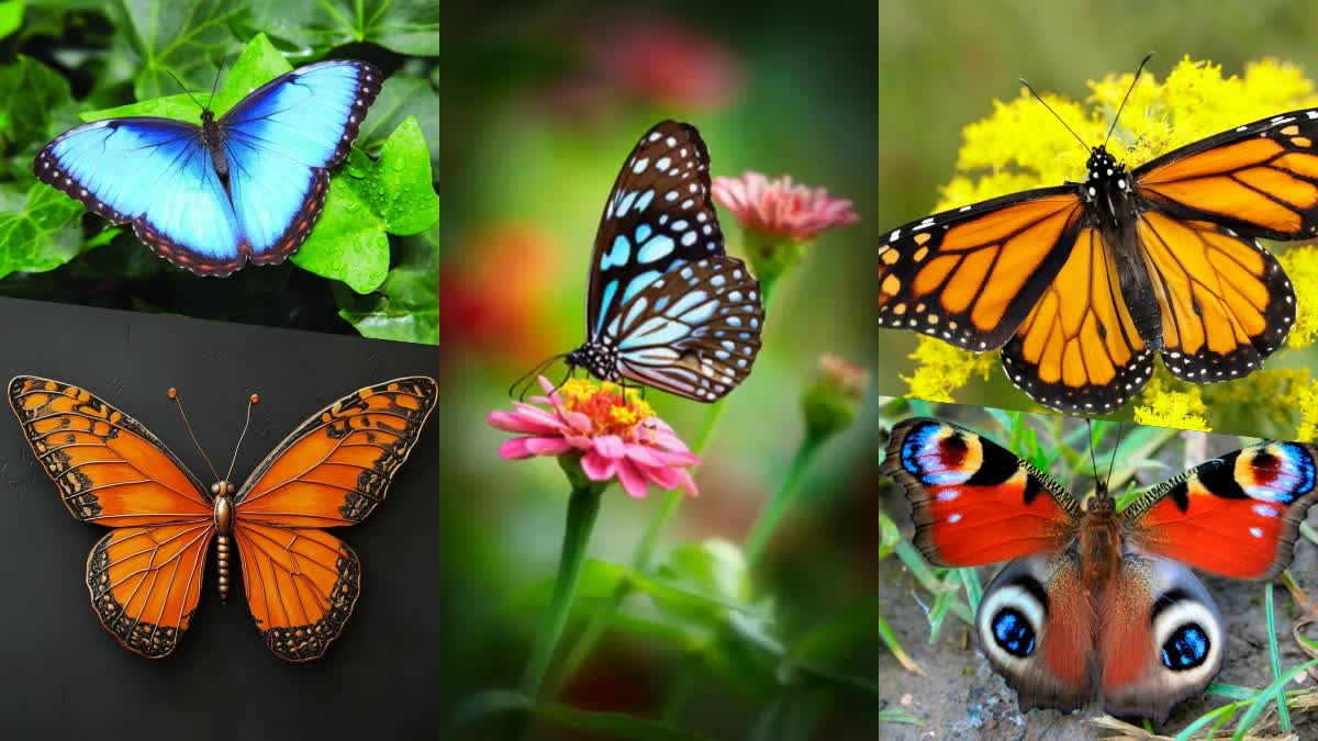 colors_on_butterflies_wings