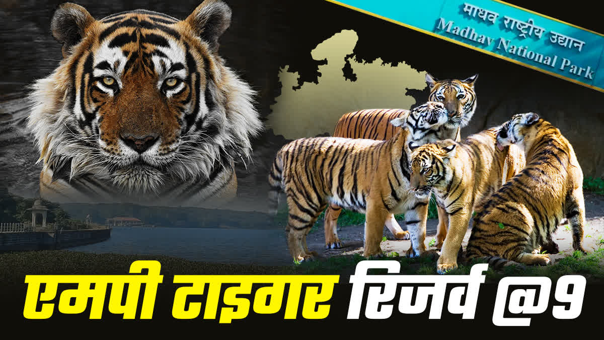 MADHAV TIGER RESERVE SHIVPURI MP