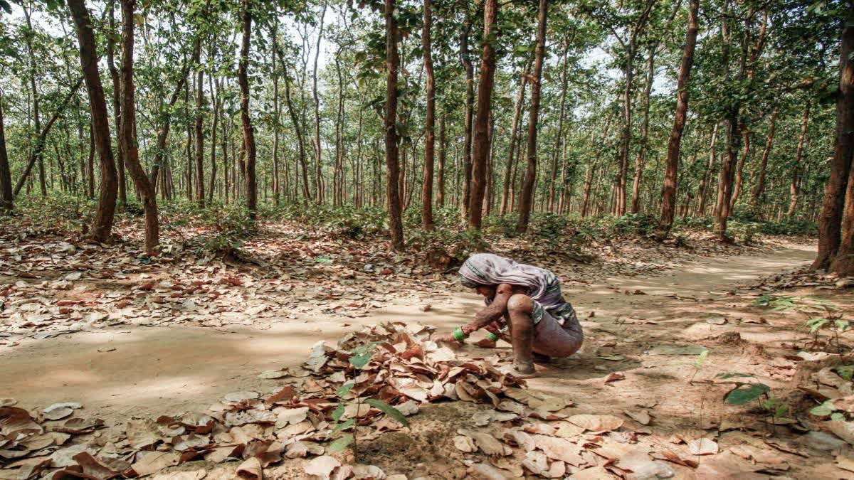 Steps To Bring More Area Under Green Cover Are Taken By The Centre: Kirti Vardhan Singh