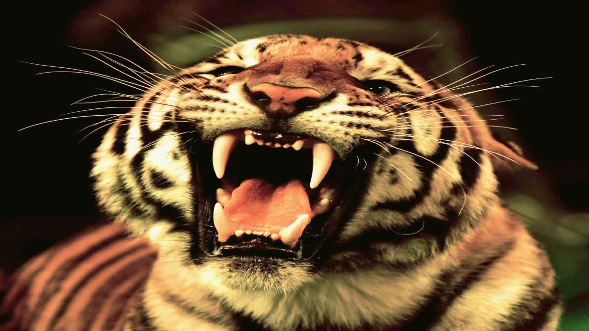 PANNA TIGER ATTACKS ON WOMAN