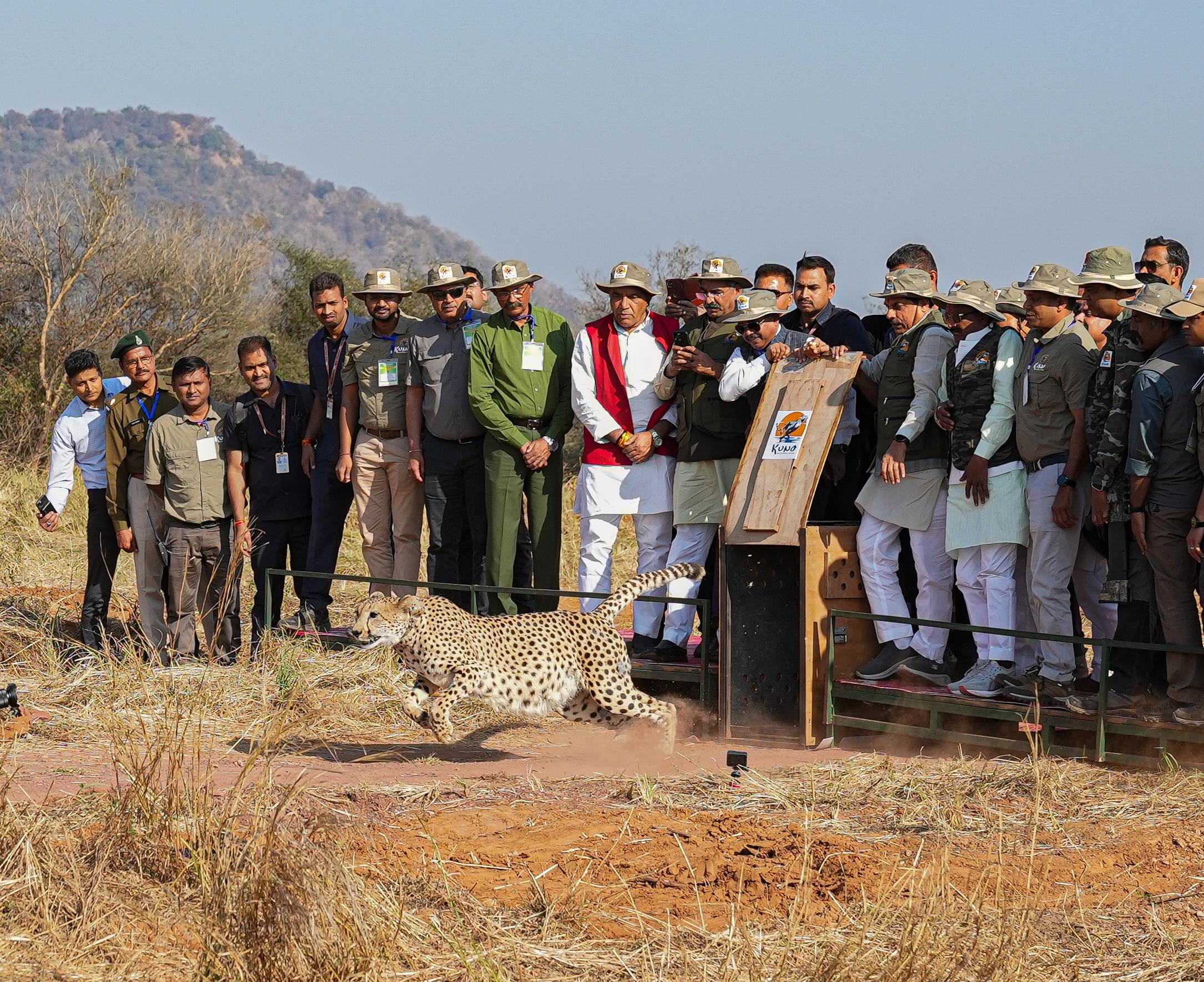 Indian cheetahs in Kuno