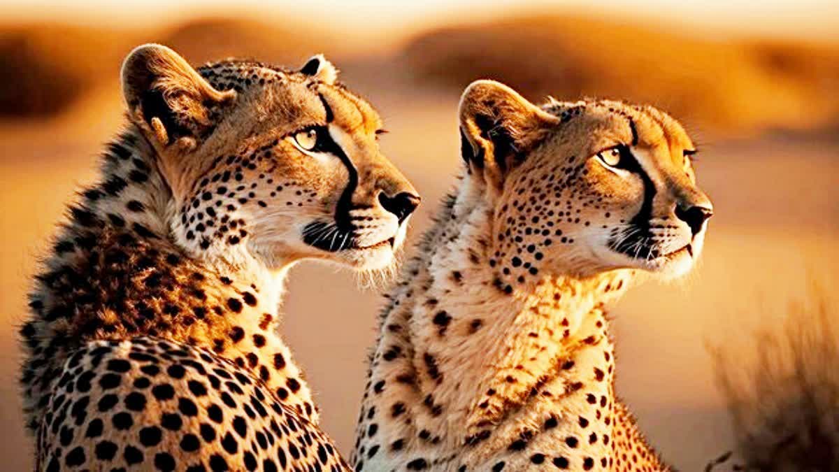 Kuno National park cheetah count