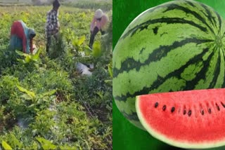 WATERMELON AFFECTED BY VIRUS