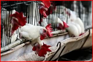 bird flu outbreak in nagpur administration on alert mode