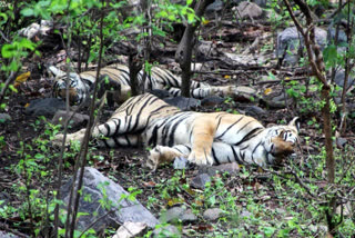 Two tigers were found dead in the Kurichyad forest range while the carcass of another was discovered in a coffee plantation, forest officials said.