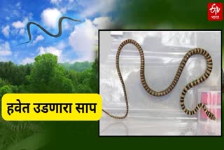 Flying Snake Sonsarp found in Khunavade Dahanu Palghar, Snake lovers demand establishment of snake museum