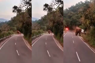 Tamil Nadu: German Tourist Killed In Lone Wild Tusker Attack On Valparai Tiger Valley Hill Road