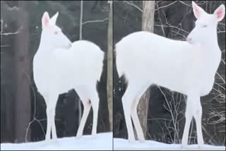 White deer in the forest