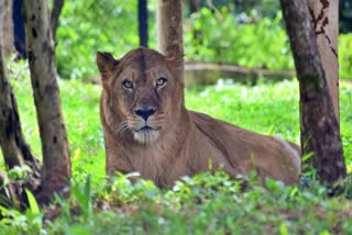 LIONESS NIRUPAMA IS NO MORE