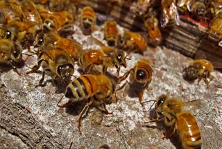 SHAHDOL BEES ATTACK