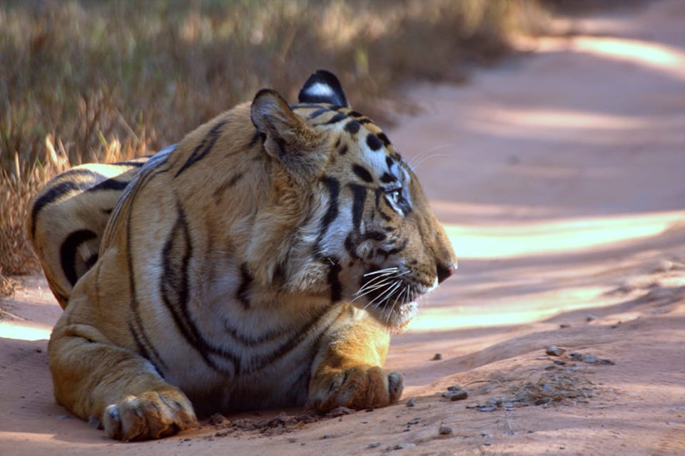 Two tigers will be released in Madhav Tiger Reserve