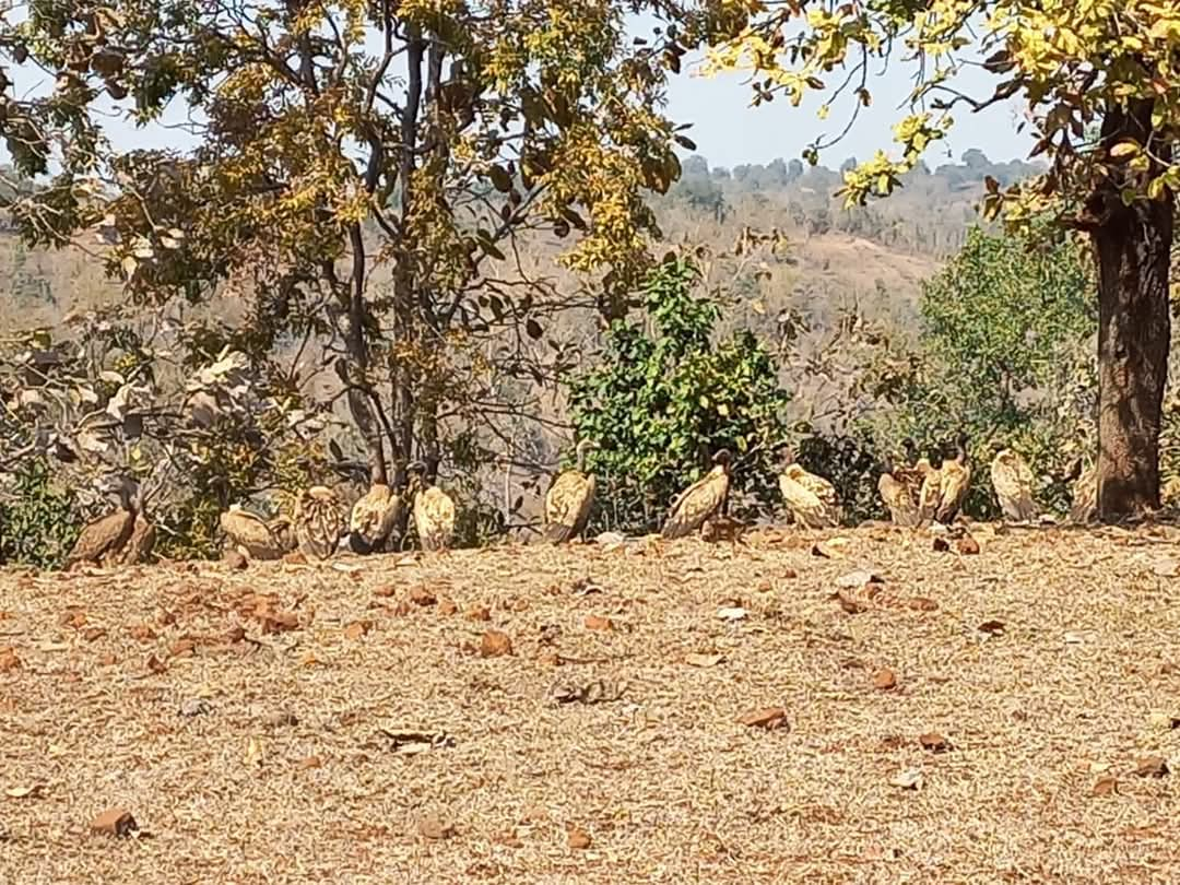 Patalkot Vultures Counting