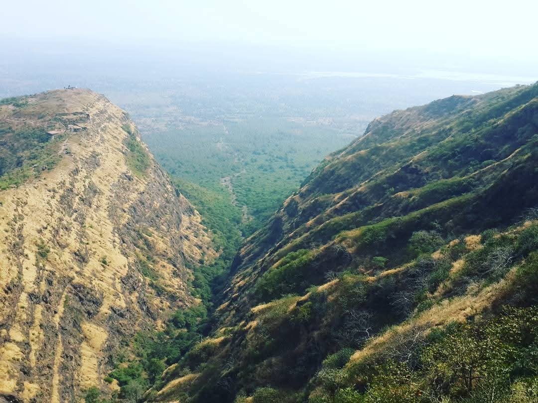 Forest Team Searching Vulture Species