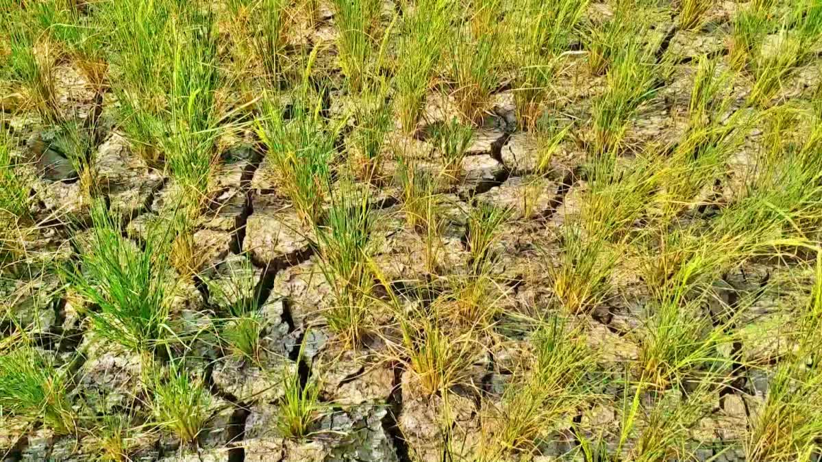 Farmers on Decreasing low Level Water in Telangana